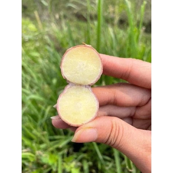 Tỏi cô đơn Nhí Yên Châu. Tỏi Cô đơn làm tỏi đen