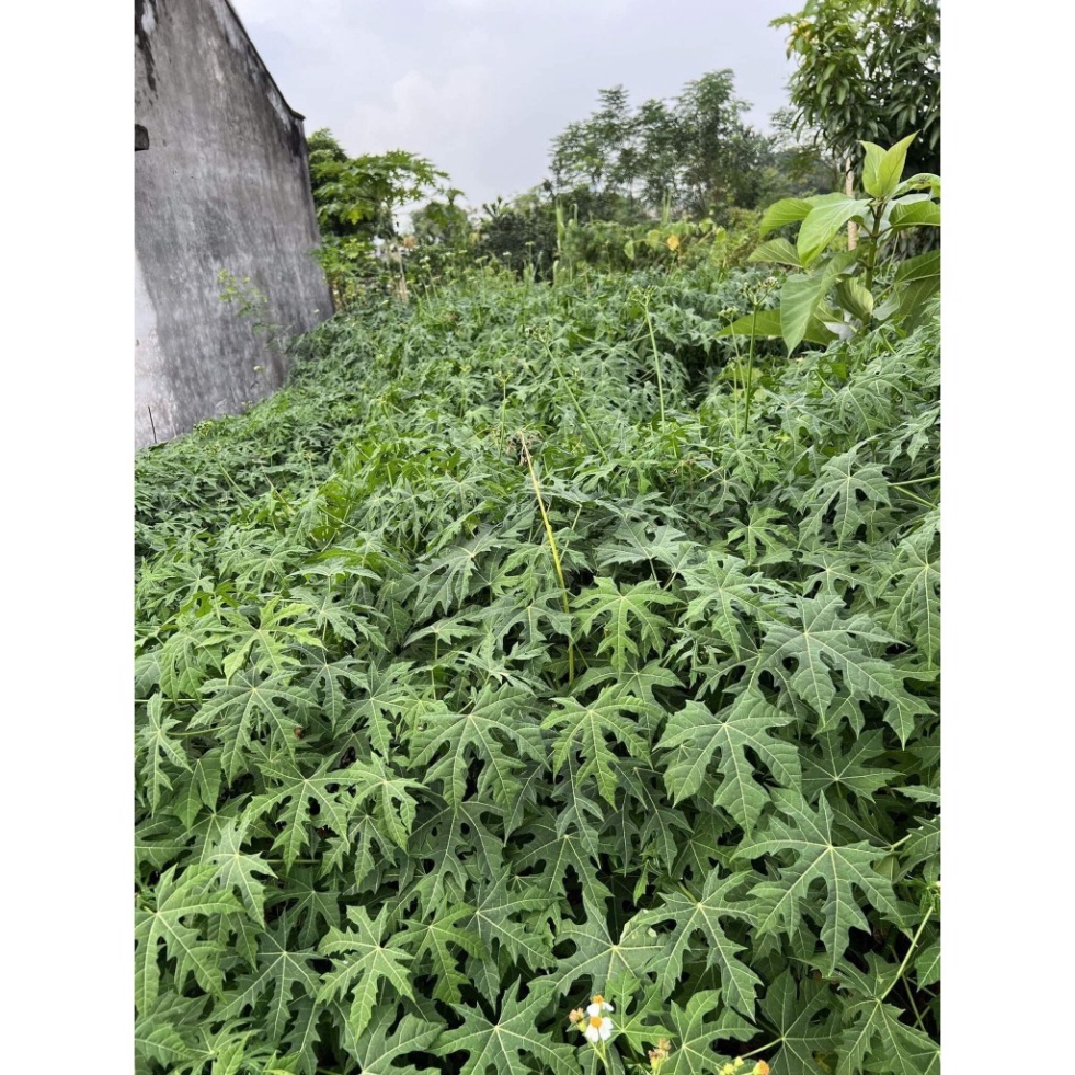 Cây giống rau bina chaya ( cây rau mì chính, cây rau chân vịt ) - cành ...