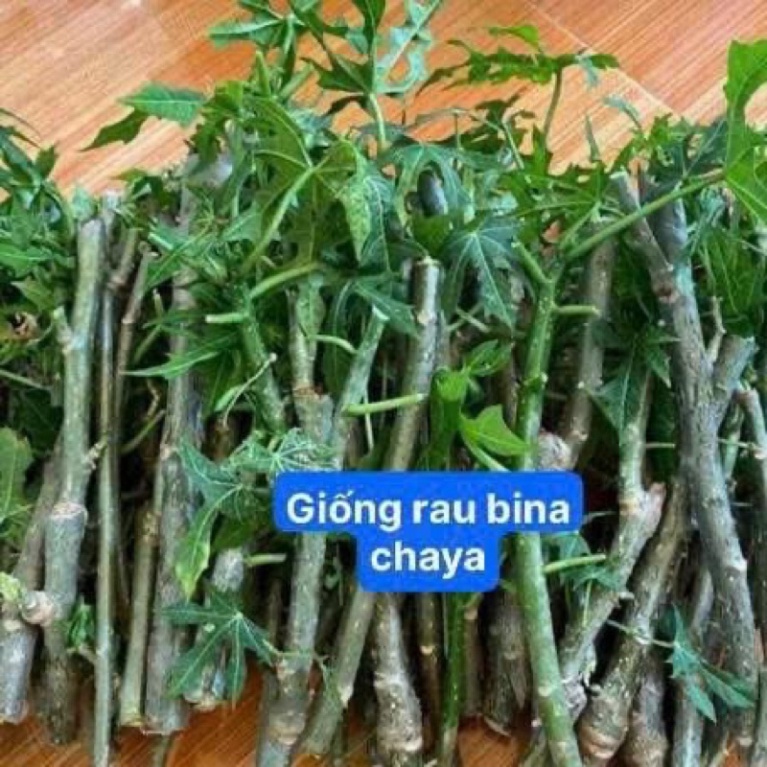rau bina chaya đc gọi bằng rau bột ngọt rau sắn nhật hoặc rau tiến vua ...