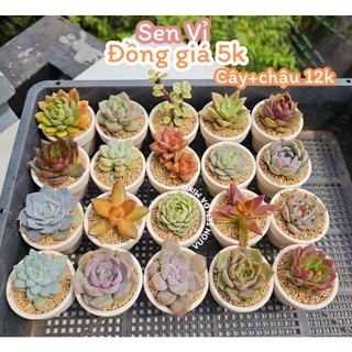 Sen đá mini kèm chậu đất nung size 3-4cm, thích hợp làm sự kiện và quà tặng, sẵn tại vườn Mầm Nắng Garden lỗi 1 đền 1
