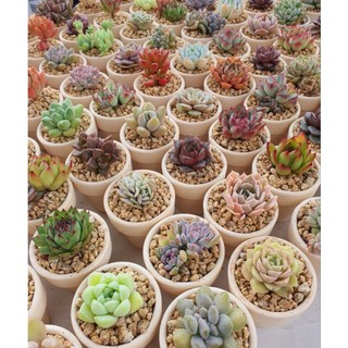 Sen đá mini kèm chậu đất nung size 3-4cm, thích hợp làm sự kiện và quà tặng, sẵn tại vườn Mầm Nắng Garden lỗi 1 đền 1