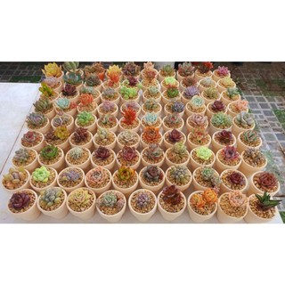 Sen đá mini kèm chậu đất nung size 3-4cm, thích hợp làm sự kiện và quà tặng, sẵn tại vườn Mầm Nắng Garden lỗi 1 đền 1