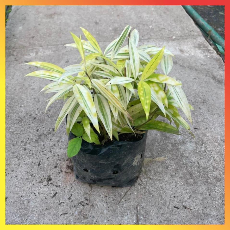 Bụi Trúc Nhật Vàng Mini 16 ( Hàng chuẩn) | Shopee Việt Nam