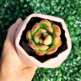 Chậu sứ kim cương đa giác- Chậu sứ trồng sen đá ,xương rồng