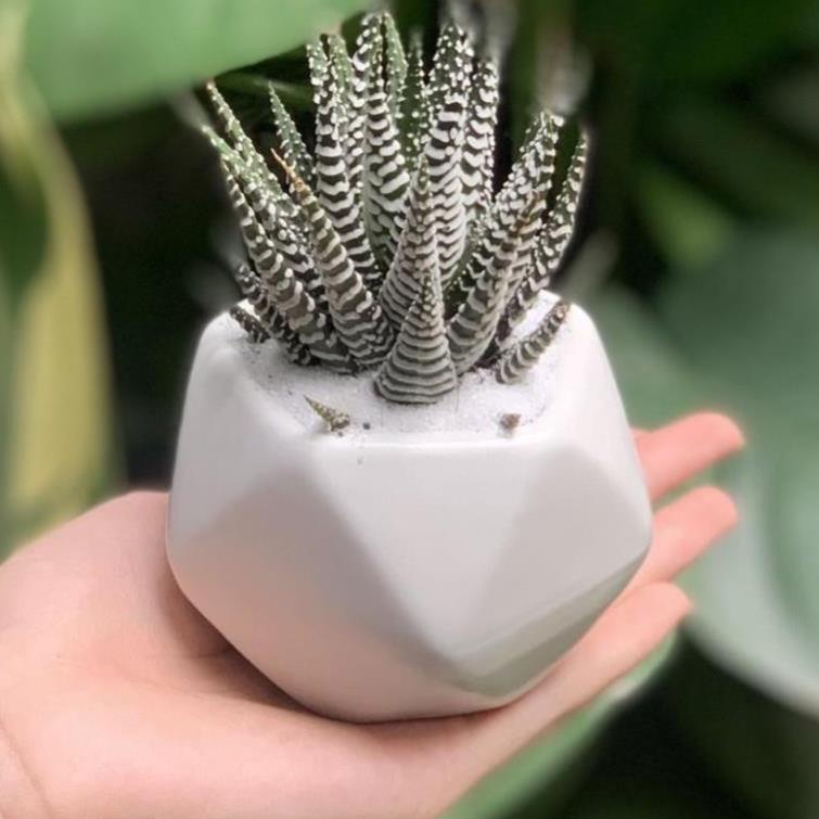 Chậu sứ kim cương đa giác- Chậu sứ trồng sen đá ,xương rồng