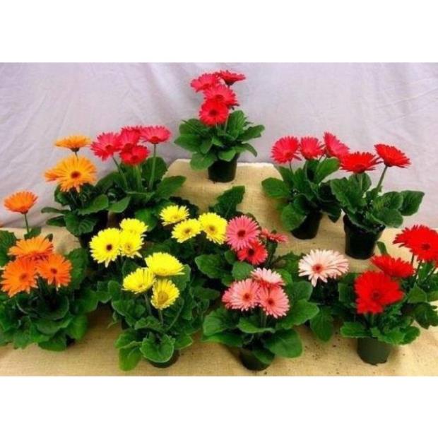 Giảm giá -  HẠT GIỐNG HOA ĐỒNG TIỀN MIX F1- Loài Hoa May Mắn, Nhiều Tài Lộc.