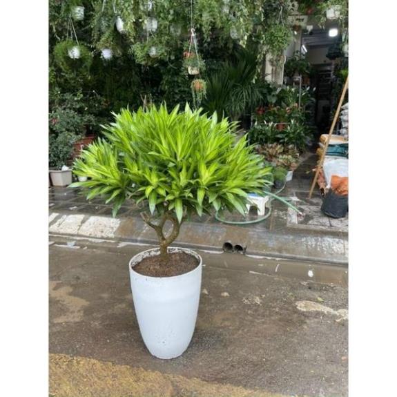 (47x35cm) Chậu nhựa Bom đen/trắng giả sứ cao cấp siêu bền xịn_Chậu bầu đứng dáng cao nhiều size