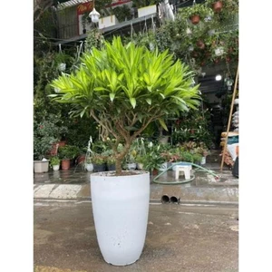 Chậu nhựa Bom đen/trắng giả sứ cao cấp siêu bền xịn_Chậu bầu đứng dáng cao nhiều size