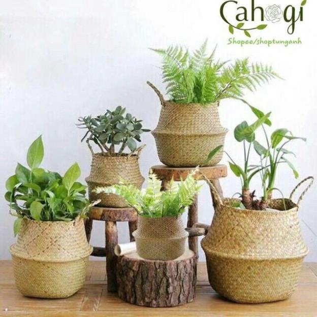 Giỏ cói trồng cây, đựng quần áo/decor tự nhiên kính phi 35cm
