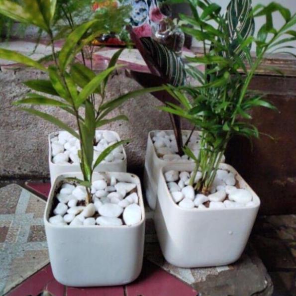 sỏi đá trắng bỏ gốc cây , trang trí cây bon sai, bể cá , sân vườn nhiều size