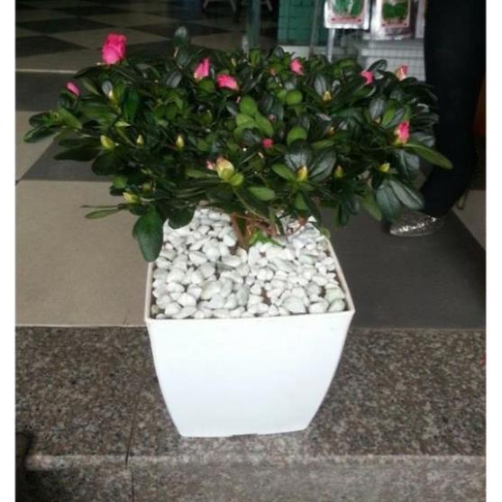 Chậu nhựa vuông V20 (20x20x20cm) loại 1 dày đẹp