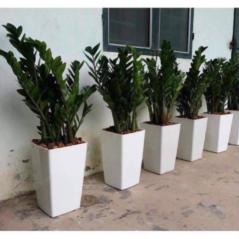 Chậu nhựa trồng cây kiểu vuông cao -cỡ lớn 40*24cm