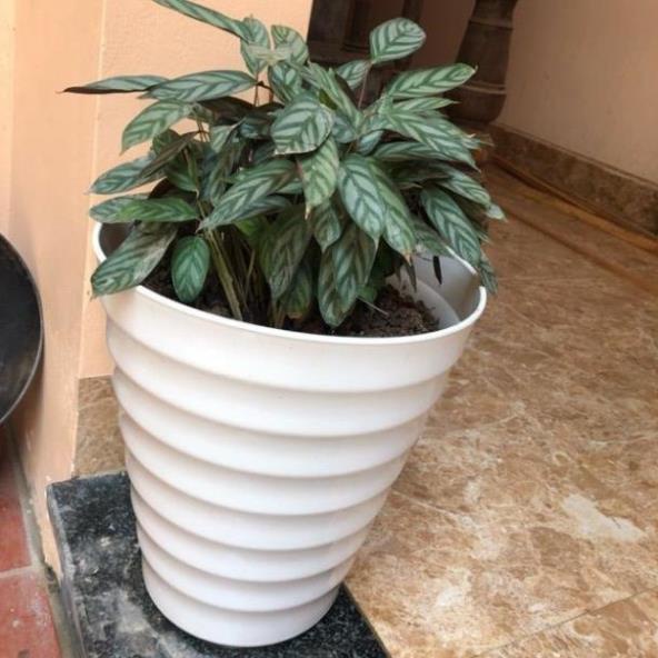 Chậu nhựa vòng tròn loại xịn (37x32cm) trồng cây,trồng hoa