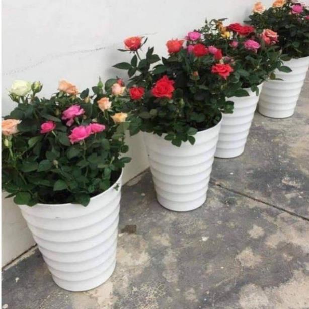 Chậu nhựa vòng tròn loại xịn (37x32cm) trồng cây,trồng hoa
