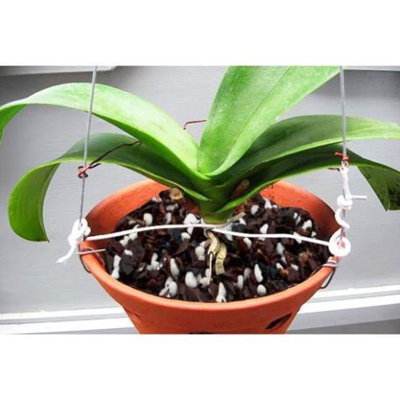 1kg Giá Thể Trồng Lan Cao Cấp Long Vân  Đã Xử Lý - ship hàng siêu nhanh