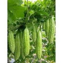 2G Hạt giống mướp đắng xanh ( khổ qua) 309 F1
