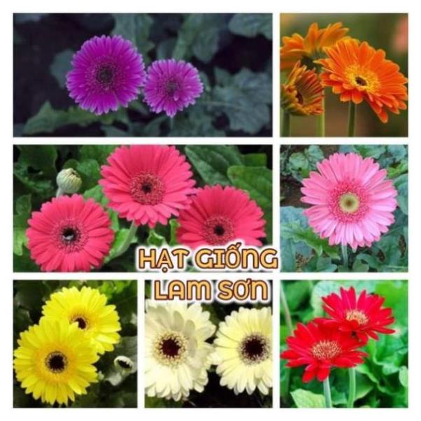 HẠT GIỐNG HOA ĐỒNG TIỀN MIX F1- Loài Hoa May Mắn, Nhiều Tài Lộc.