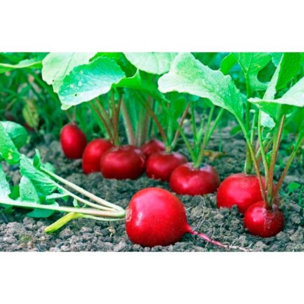 Hạt Giống Củ cải đỏ F1 (lucky seeds)
