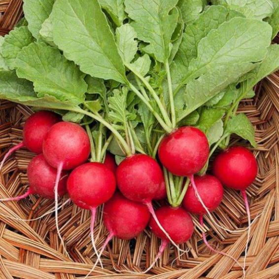 Hạt Giống Củ cải đỏ F1 (lucky seeds)