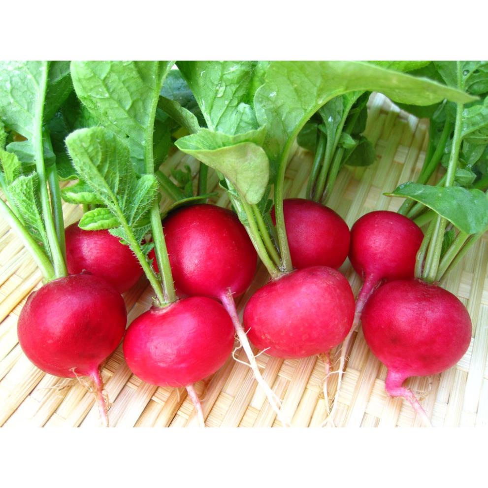 Hạt Giống Củ cải đỏ F1 (lucky seeds)