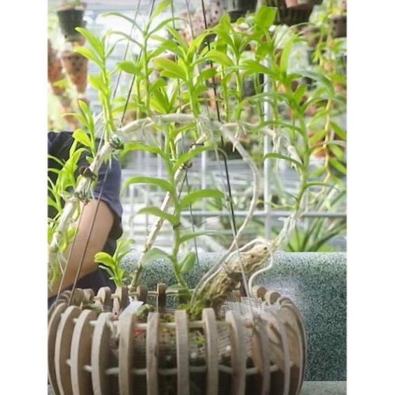 100gam Rêu rừng khô dùng để cắm hoa, trang trí tiểu cảnh giúp giữ ẩm cho cây dành cho hoa lan, hoa kiểng