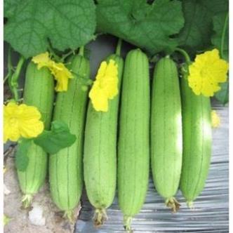 Hạt Giống Mướp Hương Cao Sản F1, Siêu Sai Quả