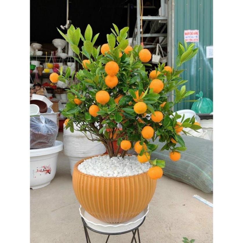 Chậu Gân sọc để bàn màu Vàng Đồng sang trọng (đủ màu)