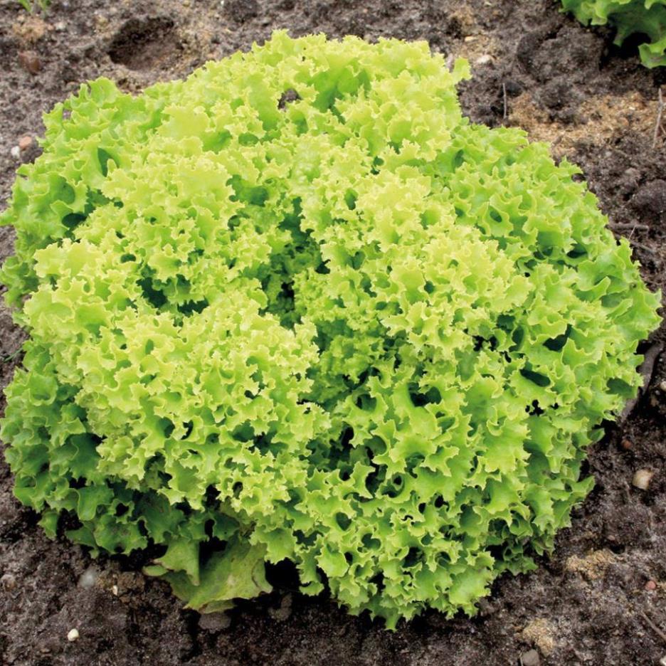 Hạt Giống Rau Xà Lách Xoăn Chịu Nhiệt Dún vàng Dễ Trồng 5gr