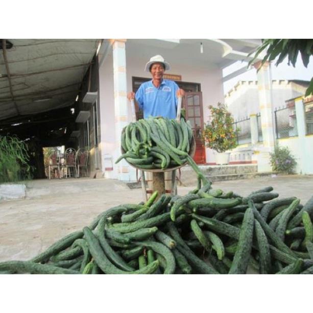 🍀HẠT GIỐNG DƯA CHUỘT KIẾM🍀 DƯA LEO NHẬT NẢY MẦM TRÊN 90%