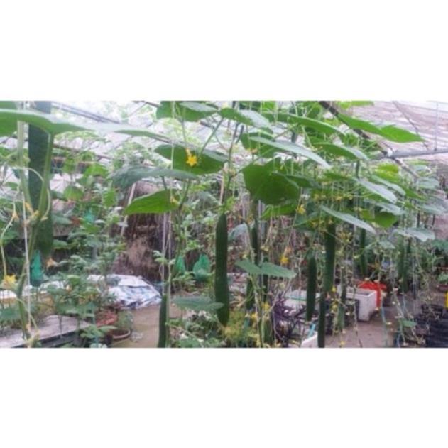 🍀HẠT GIỐNG DƯA CHUỘT KIẾM🍀 DƯA LEO NHẬT NẢY MẦM TRÊN 90%