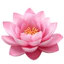 Hình ủi, Hình Ép Nhiệt Hoa Sen - Lotus, Có In Theo Yêu Cầu 1