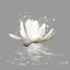 Hình ủi, Hình Ép Nhiệt Hoa Sen - Lotus, Có In Theo Yêu Cầu 1