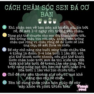 Sen đá size trung 9-12 MẦM NẮNG_GARDEN lỗi 1 đền 1