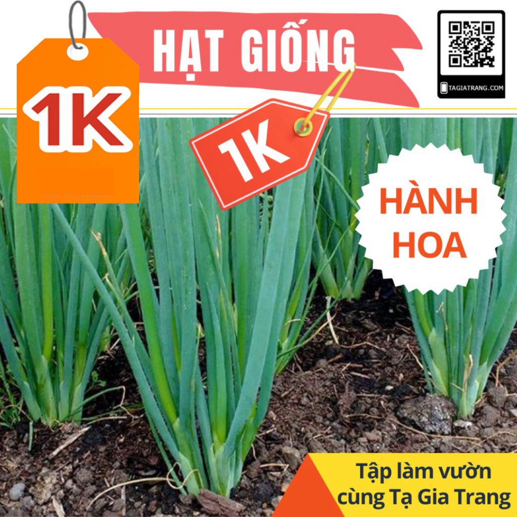 SALE Deal 1K - 50 hạt giống cây hành hoa (hành lá) cao sản - Tập làm ...