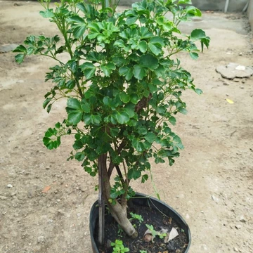 Cây Đinh Lăng ( hàng đẹp) ảnh thật