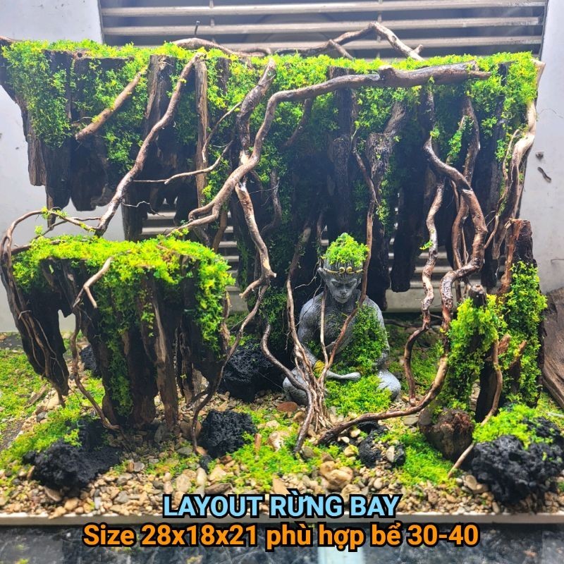 [Layout setup sẵn] bể cá để bàn, bể cá thủy sinh setup sẵn các kích ...