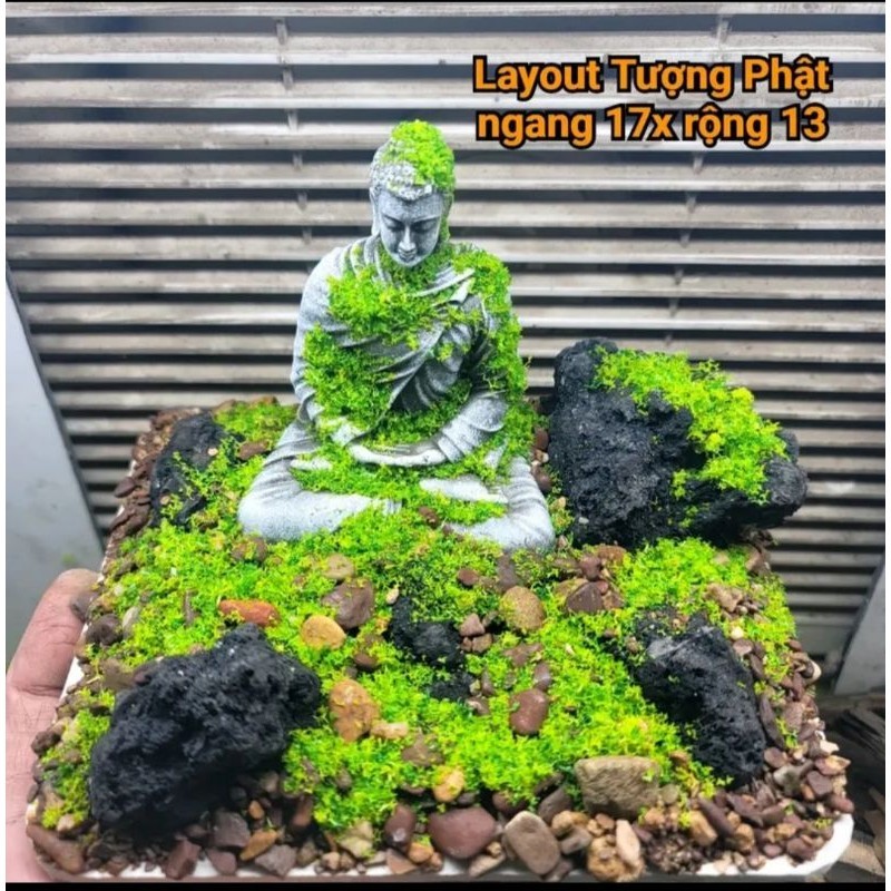 [Layout setup sẵn] bể cá để bàn, bể cá thủy sinh setup sẵn các kích ...
