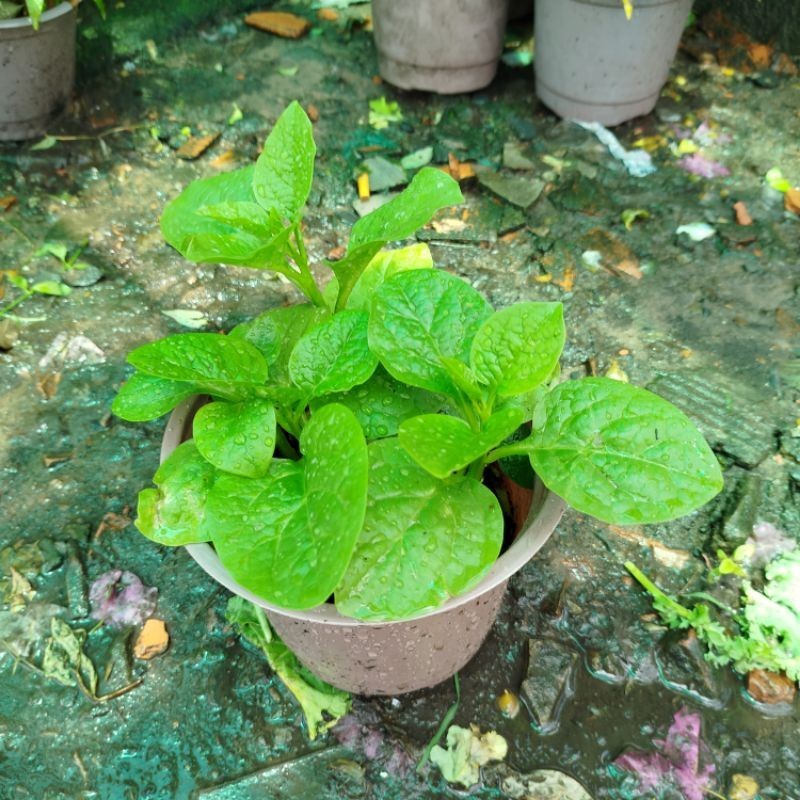 Cây Rau Mồng Tơi | Shopee Việt Nam