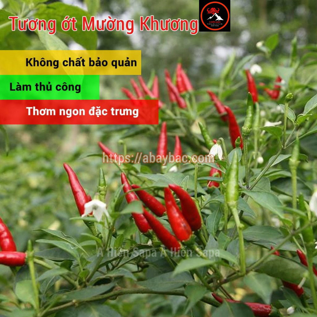 Tương ớt Mường Khương A Hiến sapa COMBO cay ngon chuẩn nguyên chất nhà làm.
