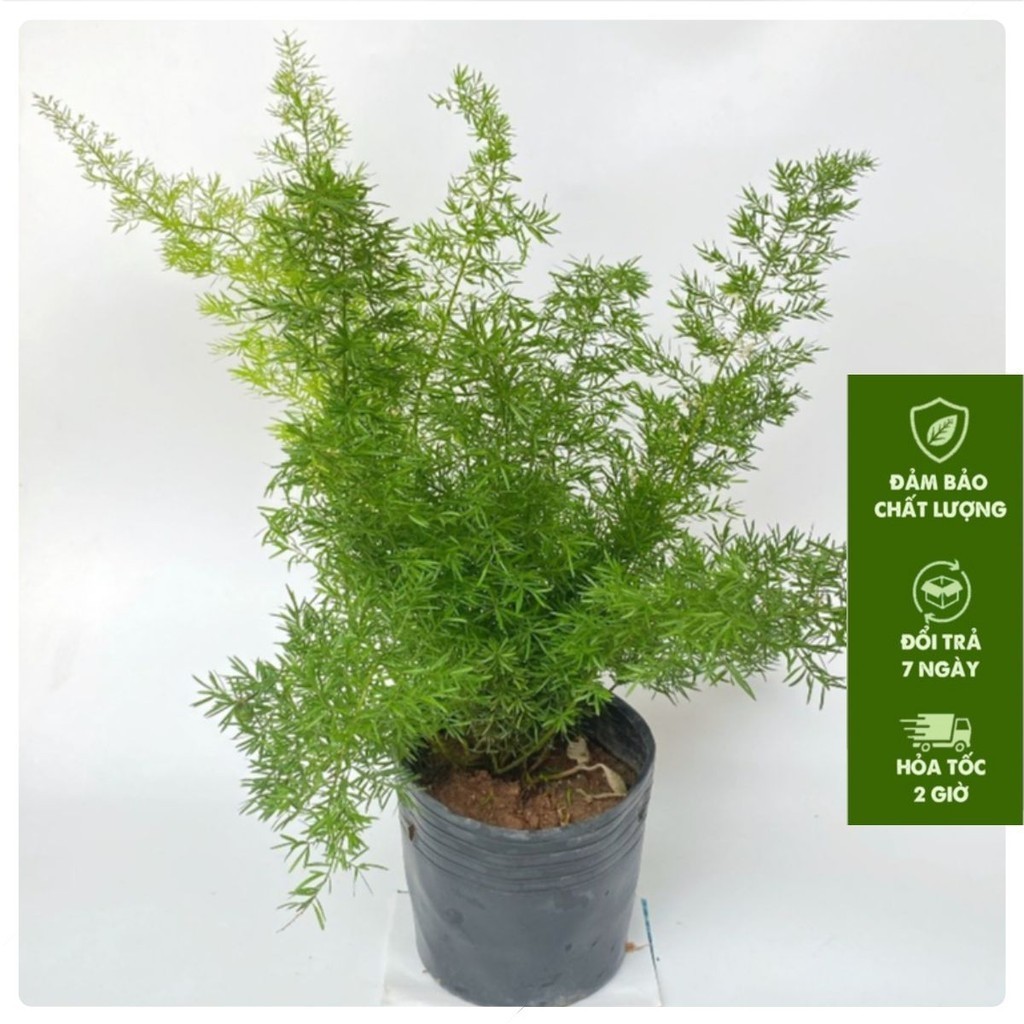 Cây đuôi chồn chiều cao 25cm, sum suê lá dài đẹp, thích hợp trang trí ...