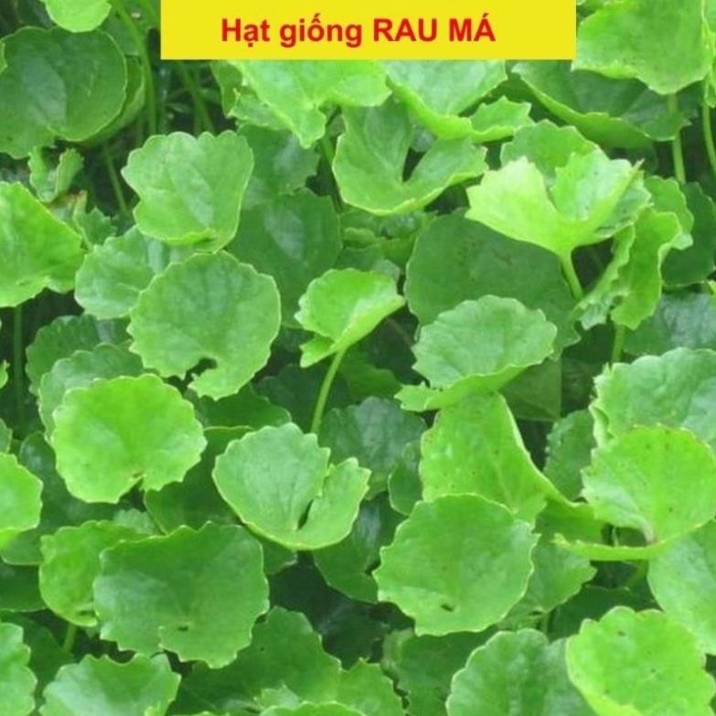 Hạt giống rau má gói 1G | Shopee Việt Nam