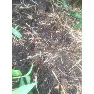 Phân bón Humic 100 Israel (Dạng vảy 1kg) - Tan 100%, Kích rễ cực mạnh, Cải tạo đất, Giảm mặn Hạ phèn