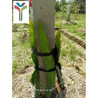 Humic USA Amino - Túi 1kg - Kích rễ - Xanh cây - Dày lá