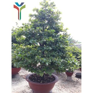 Humic USA Amino - Túi 1kg - Kích rễ - Xanh cây - Dày lá