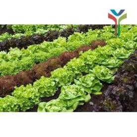 1Kg Đất sạch vi sinh siêu dinh dưỡng diệt trùng kháng khuẩn cực tốt chuyên dùng trồng Rau củ quả sạch - Cây cảnh - Hoa