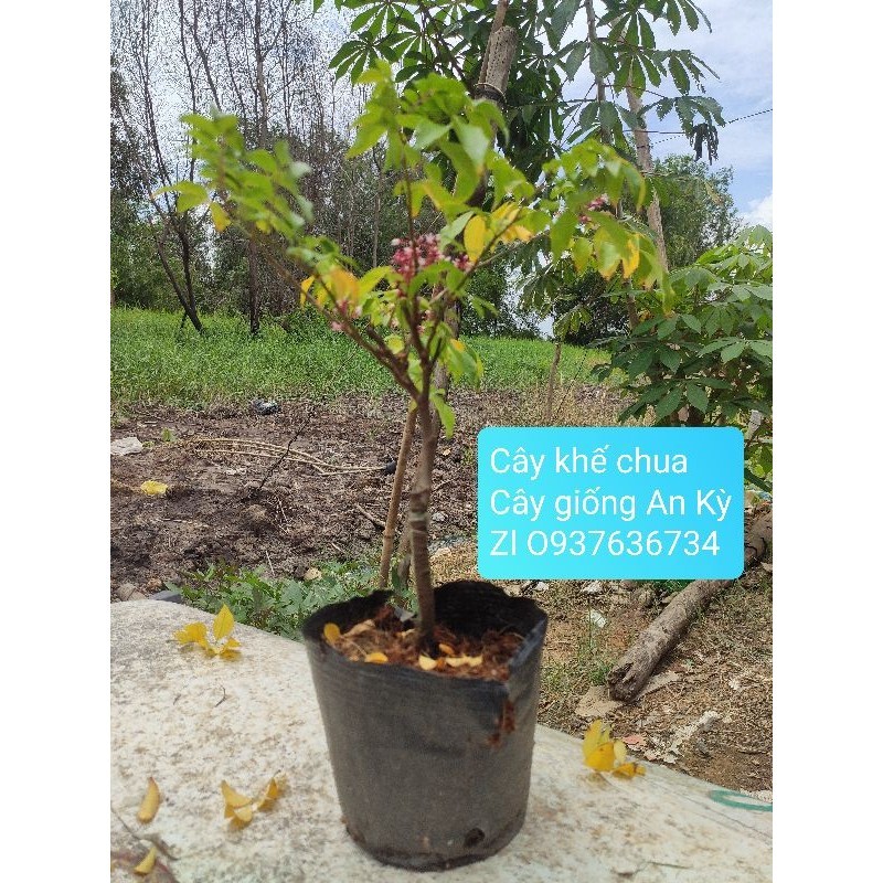 Cây chùm ruột chua (ảnh thật shop chụp tại vườn) | Shopee Việt Nam