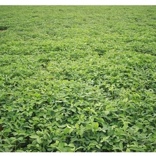 Dầu Đậu Phộng LengKengFarm Bình Định (Dầu Lạc) - Đậu Phộng Sẻ Ta Thơm Giàu Dinh Dưỡng - Dầu Thực Vật
