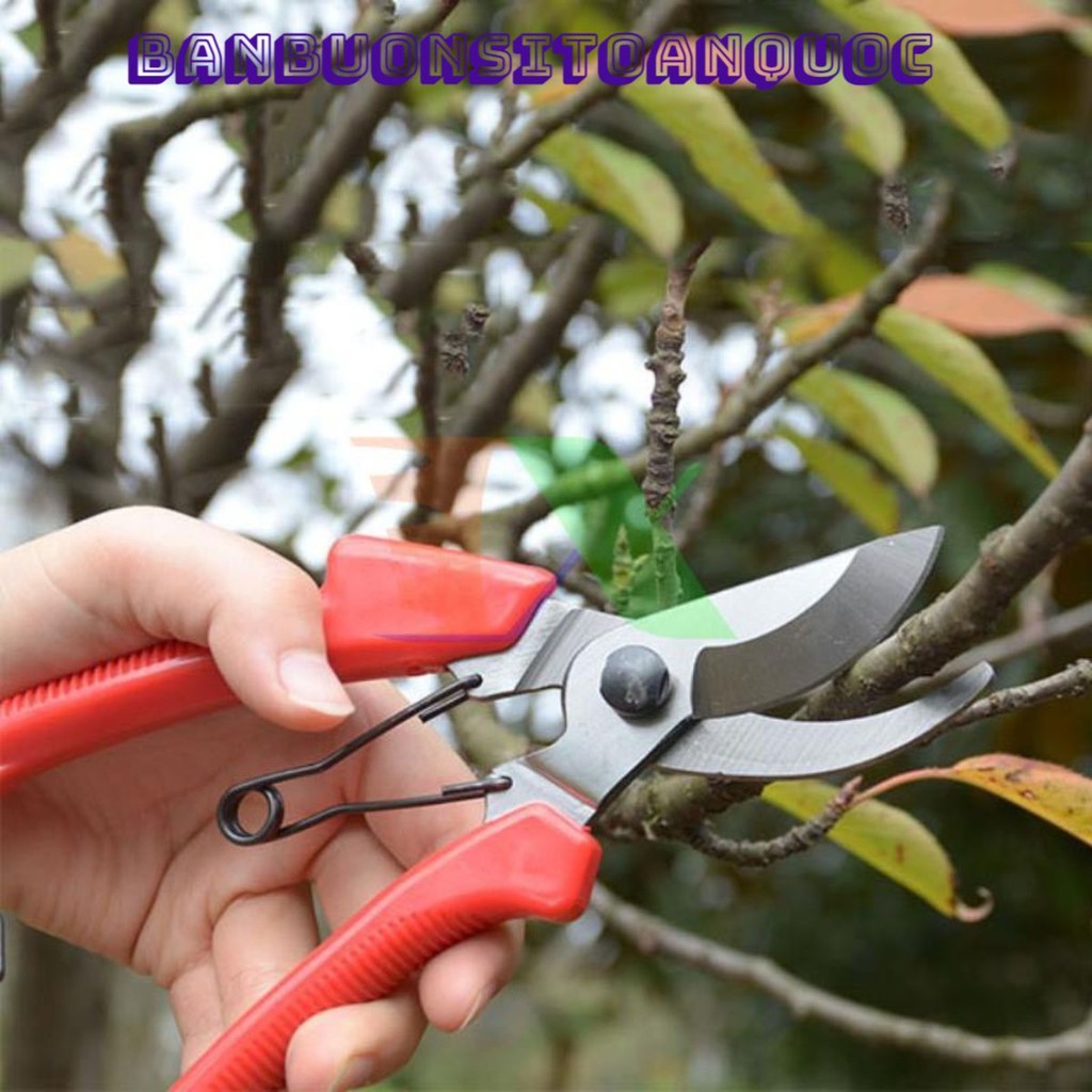 Dụng Cụ Tỉa Cành Hiệu Quả Cây Bonsai Mỏ Cong Bằng Thép Chống Gỉ, Kìm Bấm Tỉa Cây Cảnh - Dụng Cụ Tỉa Cành Tối Ưu