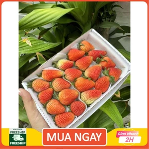 Dâu tây giống nhật trồng ở mộc châu