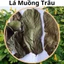 lá muồng trâu đóng túi 1kg